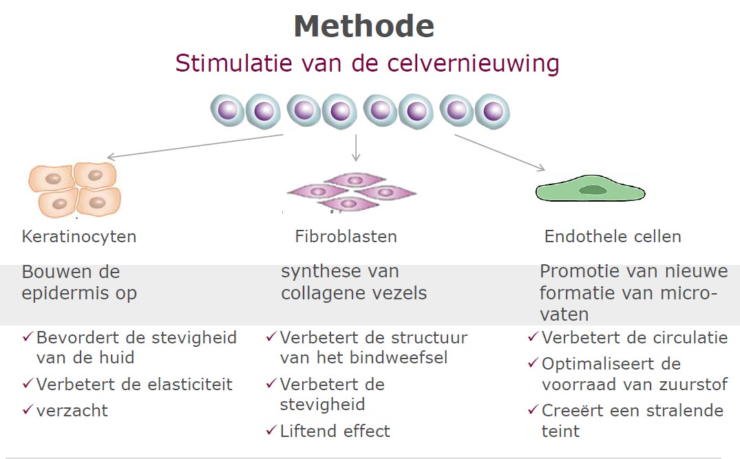 Stimulatie van de celvernieuwing